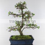 Chinese Elm Indoor Plant thumbnail-2