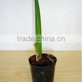 Thailand PT-008 Sanseveria Cycline Pot Plant thumbnail-1