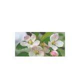 Apple Extract/Pyrus Malus/Proanthocyanidins thumbnail-1