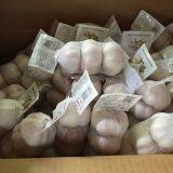 Pioneer Garlic Group company overview - view 2 thumbnail