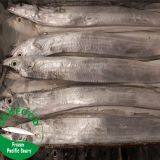 Frozen Ribbon Fish for Gift or Sale Market (new) thumbnail-2