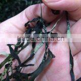 Best Price of Machine Dried Sea Slice Kale,sea Tangle,dried Laminaria thumbnail-3