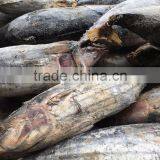 Whole Round 3.4kgs up Frozen Skipjack Tuna Fish thumbnail-4