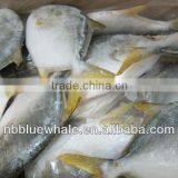 Fresh Frozen Golden Pomfret