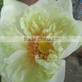 White Color Fresh Cut Lotus Flower Manufacturer in India thumbnail-1