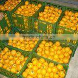 FRESH MANDARIN
