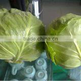 Cabbage Type and Cruciferous Vegetabless Product Type Fresh Cabbage thumbnail-4