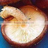 Organic Shiitake Mushroom Extract Powder thumbnail-1