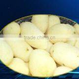 Most Competitvie Peeling Machine /fruit and Vegetable Peeling Machine/fruit Peeling Machine thumbnail-6