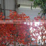 Small Bonsai Artificial Maple Tree for Sale thumbnail-3
