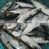 Frozen W/R Pacific Mackerel Good-quality Fresh Fish Seafood thumbnail-1