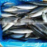 Best Price Frozen Mackerel Fish thumbnail-4