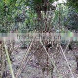 Lagerstroemia Indica Chinese Letter Bottle and Tree Shape Plants thumbnail-4