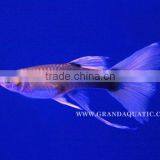Guppy Fish / Ornamental Fish Exporter thumbnail-3