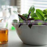 Borage Oil thumbnail-2