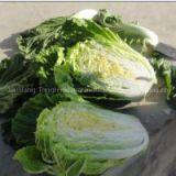 Chinese Cabbage thumbnail-3