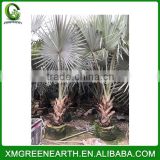 Bismarckia nobilis palms trunk 50-60cm (3)