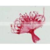 High Quality Zoology Slides ,high Quality Animal Slides thumbnail-1