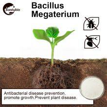 Bacillus Megatherium thumbnail-4