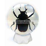 6.0 cm Real Resin Acrylic Marble Ball With Bugs thumbnail-4