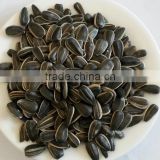 Chinese sunflower seed 1121