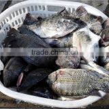 Frozen Tilapia Fish Factory thumbnail-1