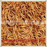 Mealworms Safe to Eat/pigeons Eat Mealworms/freeze Mealworms thumbnail-6