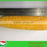 Frozen Sweet Corn Cob Hot Sale Fresh Steamed Corn thumbnail-1