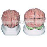 Medical Brain Anatomical Model, Plastic Human Brain Models thumbnail-1
