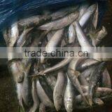 Fresh Frozen Sardine (Sardinella Longiceps) WR for Canning thumbnail-3