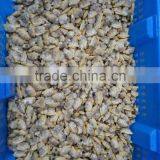 Frozen All Kinds of Clam in Wholesale Clam New Produced thumbnail-2