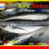 W/R FROZEN HORSE MACKEREL thumbnail-1