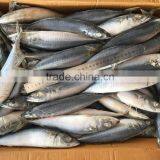 BQF Fresh New Caught Size 200-300 Sea Frozen Pacific Mackerel thumbnail-6