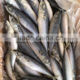 Chinese Frozen Seafood Frozen Fish thumbnail-1
