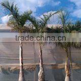 Roystonea Regia "Royal Palm" Cuban Royal Palm" 350/500 Plant Height thumbnail-1