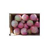 Qinguan Apple thumbnail-3