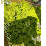 High quality 500G Per Box artificial decorative moss preserved moss for moss wall decoration