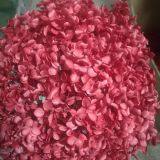 Real Preserved Hydrangea for Farmhouse Primitives