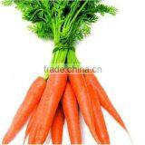2013 Hot Sale Chinese Fresh Red Carrot Supplier thumbnail-1