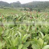 Arrowroot Starch thumbnail-2