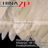ZPDECOR No.1Feather Supplier in China Goose Feather Size 15-20 cm Beige Feather Trimming Fringe thumbnail-3