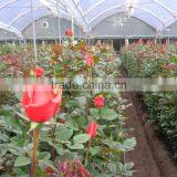 Fresh Cut Roses thumbnail-5