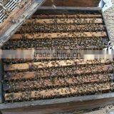 Hot Sale Customized Two Levels Beehive thumbnail-3