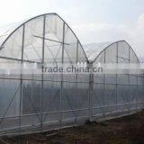 Simple Single Flower Cultivation in Greenhouse thumbnail-1
