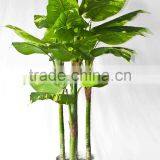 Supply Evergreen Bonsais thumbnail-1