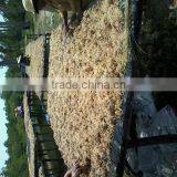 Eucheuma Cottoni thumbnail-4