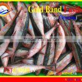 FROZEN W/R GOLD BAND FUSILIER thumbnail-1