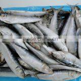 Best Price for Canning Frozen Sardine Seafood thumbnail-1
