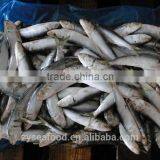 Frozen Sardine Fish thumbnail-4