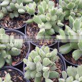 Cotyledon Tomentosa Decorative Plants Echeveria, Succulent Plants, Tropical Plants thumbnail-1